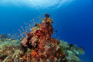 World class diving with amazing corals and underwater life